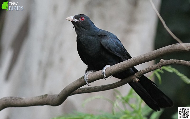 Perching Birds